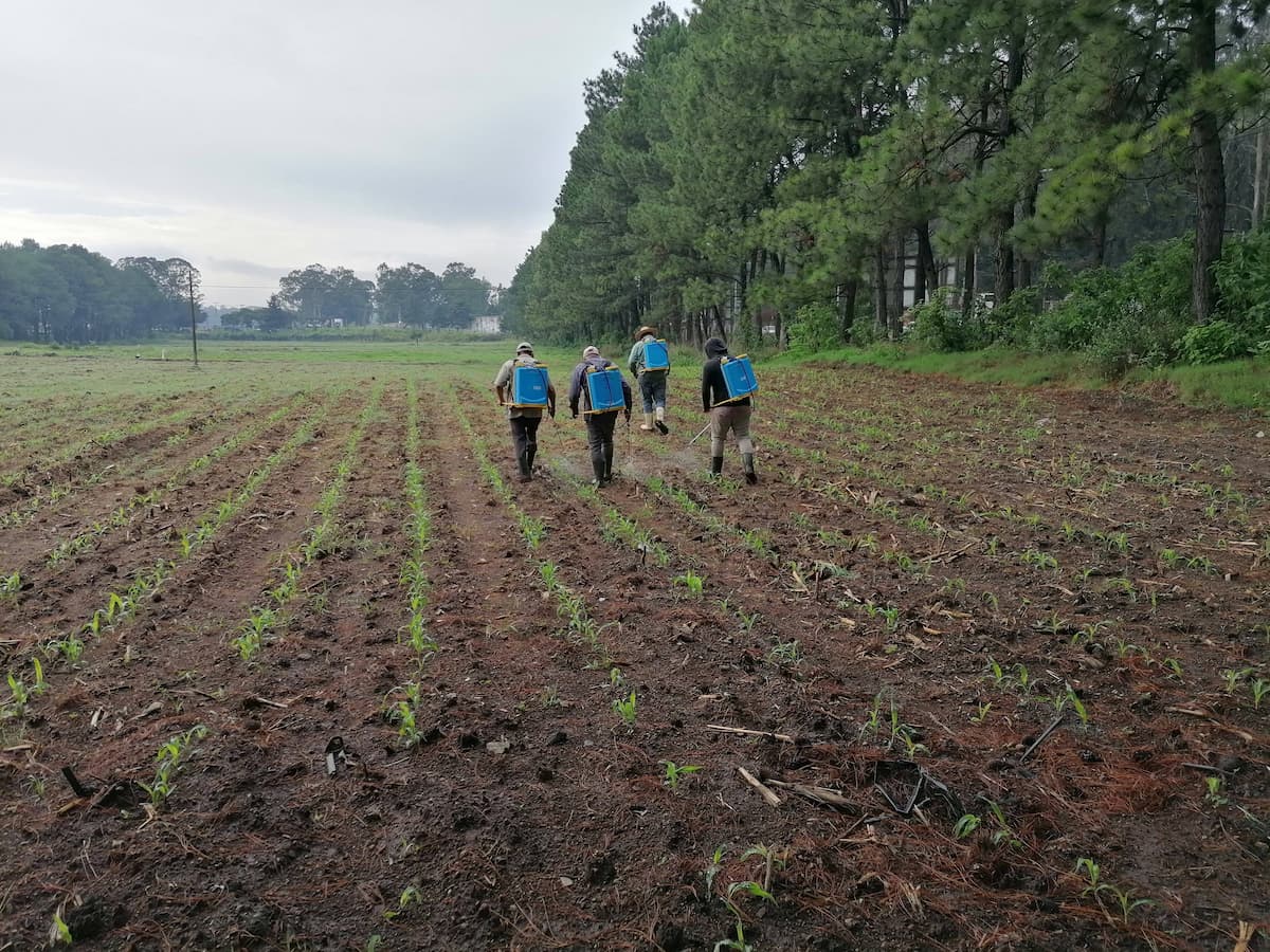 Trabajo en equipo agrícola
